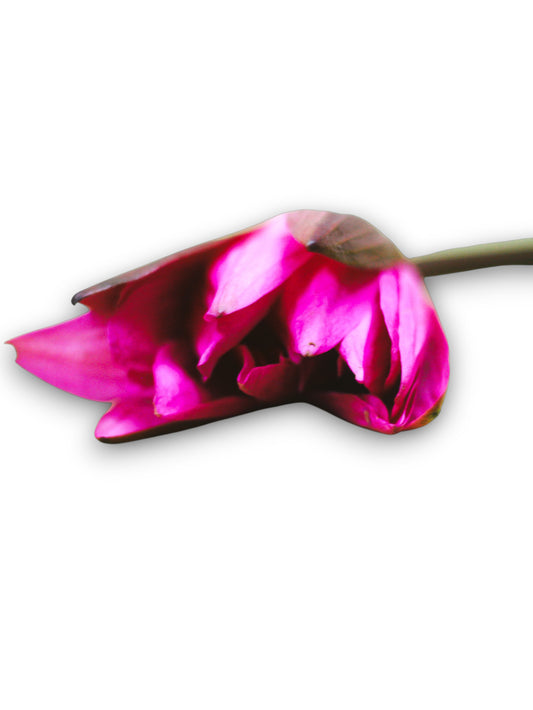 Pink Lotus