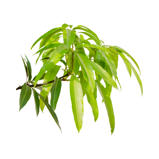 Mango Leaves